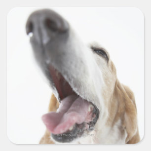 Dog 's nose,close-up square sticker