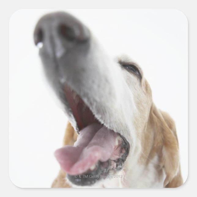 Dog 's nose,close-up square sticker (Front)