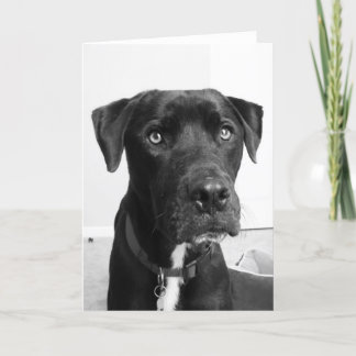 Dog series card