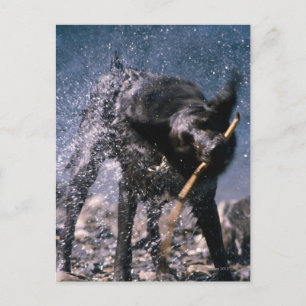 Dog Shaking Water from His Coat Postcard