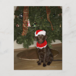Dog sitting by a Christmas tree Holiday Postcard
