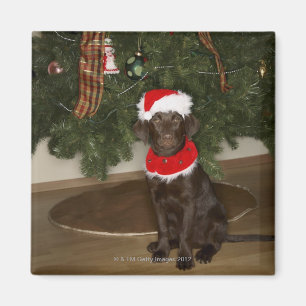 Dog sitting by a Christmas tree Magnet