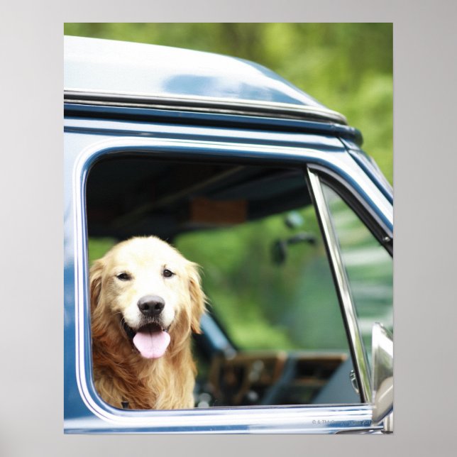 Dog Sitting in Car Poster (Front)