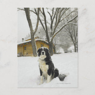 Dog sitting in snow with log cabin behind postcard