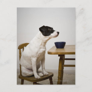 Dog sitting on a chair in front of a bowl on the postcard