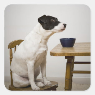Dog sitting on a chair in front of a bowl on the square sticker