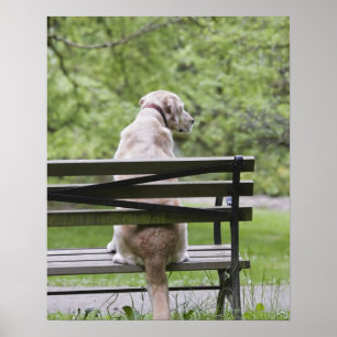 Dog sitting on park bench poster
