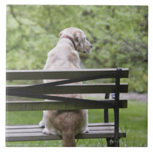 Dog sitting on park bench tile