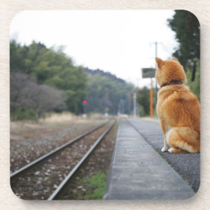 Dog sitting on train station coaster