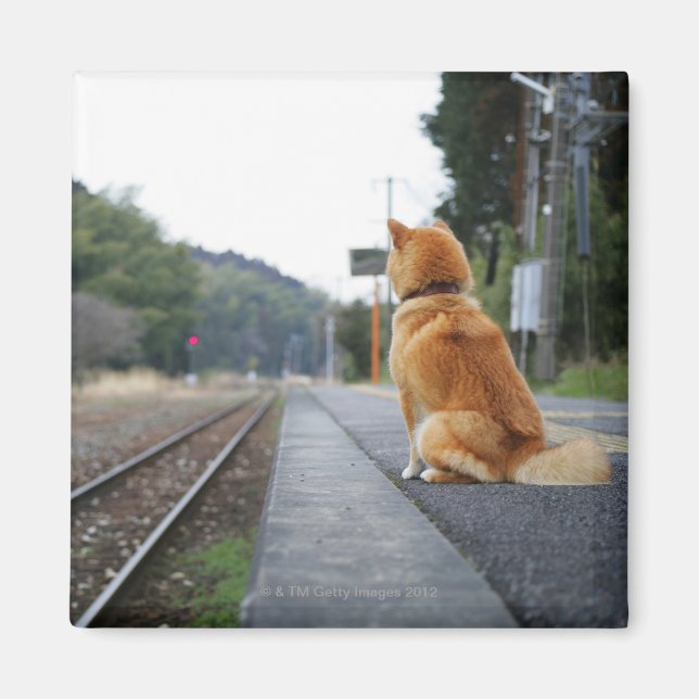 Dog sitting on train station magnet (Front)