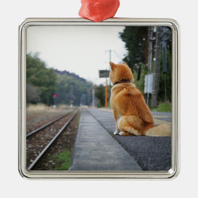 Dog sitting on train station metal tree decoration (Front)