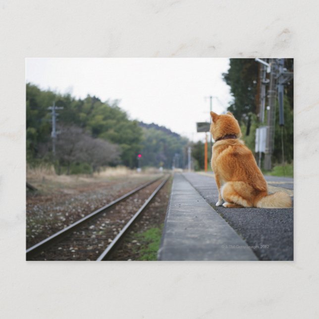 Dog sitting on train station postcard (Front)