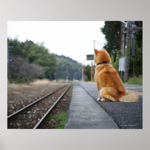 Dog sitting on train station poster