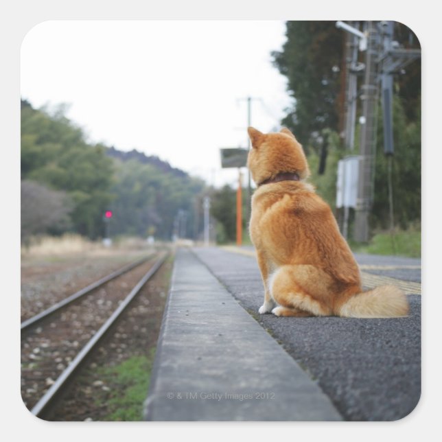 Dog sitting on train station square sticker (Front)