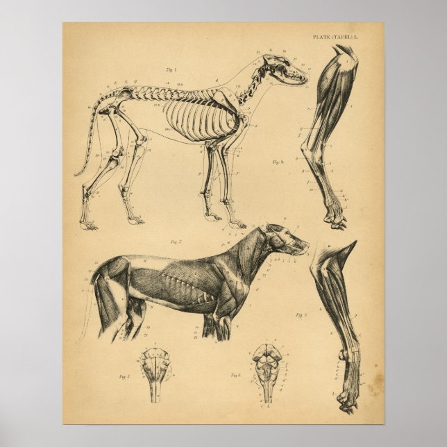 Dog Skeleton Muscles Anatomy 1908 Vintage Print (Front)