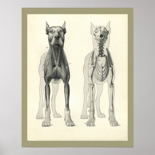 Dog Skull Legs Skeleton Muscle Anatomy Print (Front)