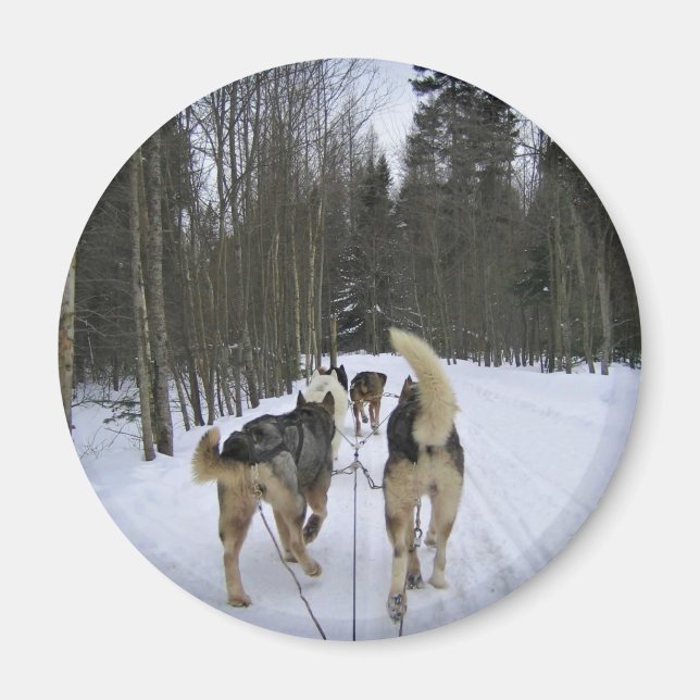 Dog Sledding in Quebec, Canada Magnet (Front)
