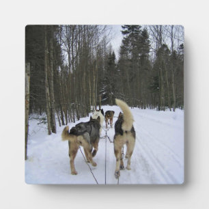 Dog Sledding in Quebec, Canada Plaque