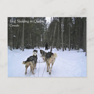 Dog Sledding in Quebec, Canada Postcard