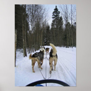 Dog Sledding in Quebec, Canada Poster