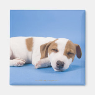 Dog sleeping magnet