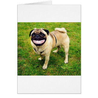 dog smile pug