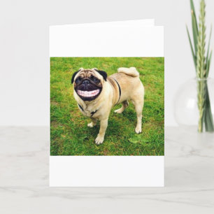 dog smile pug card