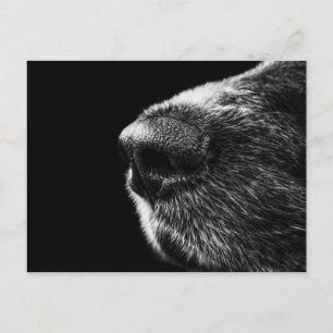 Dog Sniffer Postcard