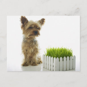 Dog sniffing neighbours yard postcard
