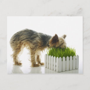 Dog sniffing neighbours yard shot in studio postcard