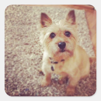 Dog Square Sticker