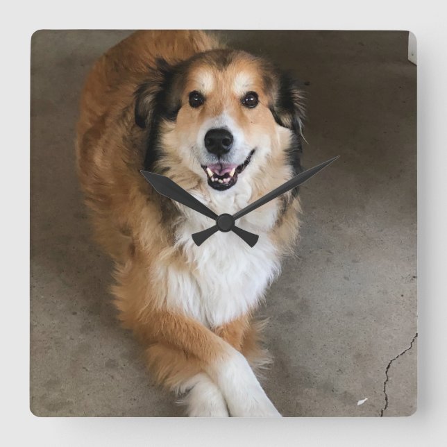 Dog Square Wall Clock (Front)