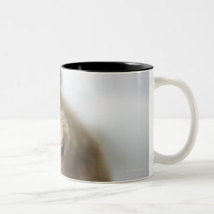 Dog standing on floor Two-Tone coffee mug