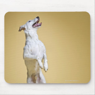 Dog standing on hind legs mouse mat