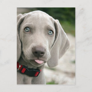 Dog sticking tongue out postcard