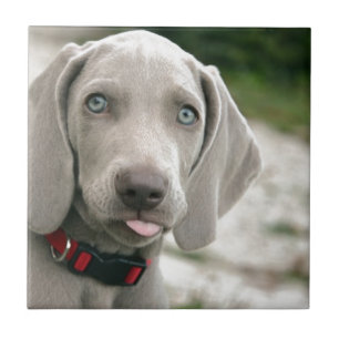 Dog sticking tongue out tile