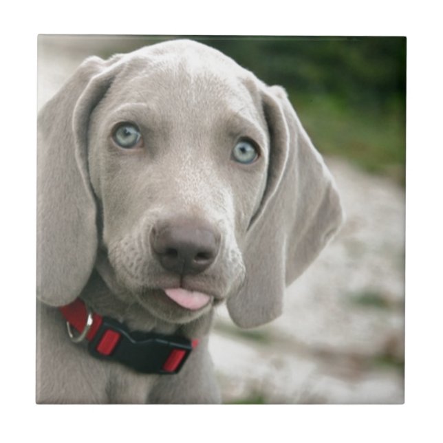 Dog sticking tongue out tile (Front)