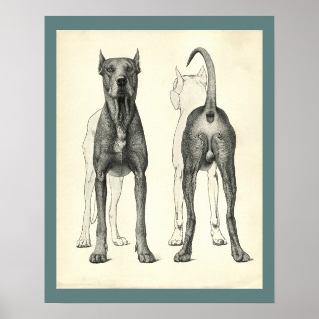 Dog Surface Topography Veterinary Anatomy Print (Front)