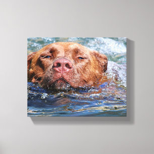 Dog Swimming Canvas Print