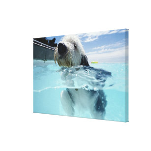 Dog Swimming in a Swimming Pool Canvas Print