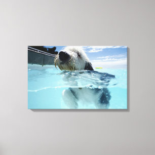 Dog Swimming in a Swimming Pool Canvas Print