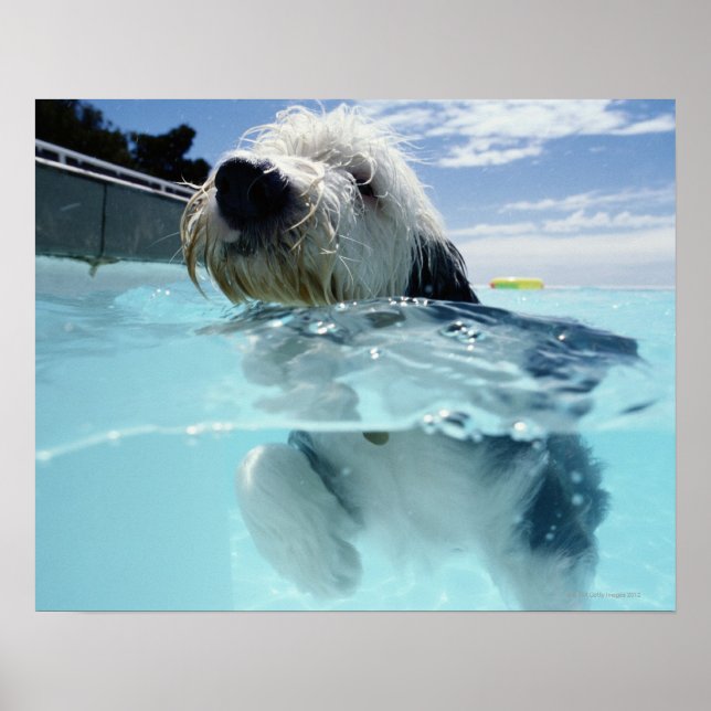 Dog Swimming in a Swimming Pool Poster (Front)