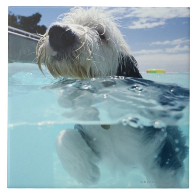 Dog Swimming in a Swimming Pool Tile (Front)
