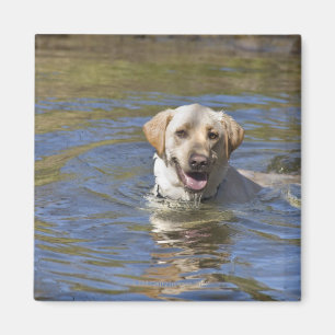 Dog swimming magnet