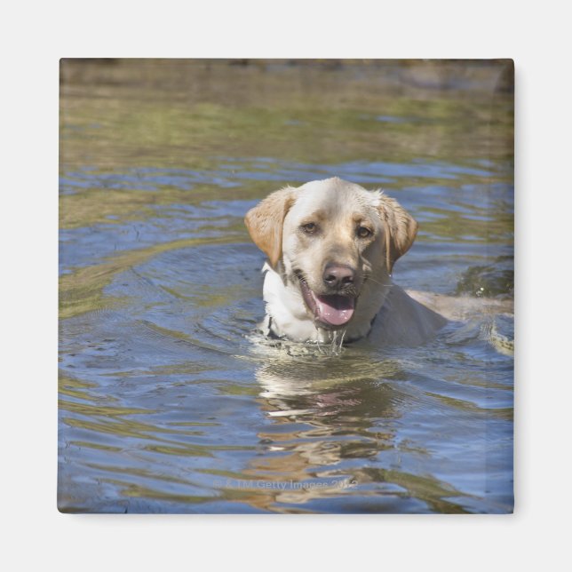 Dog swimming magnet (Front)