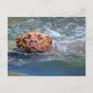 Dog Swimming Postcard