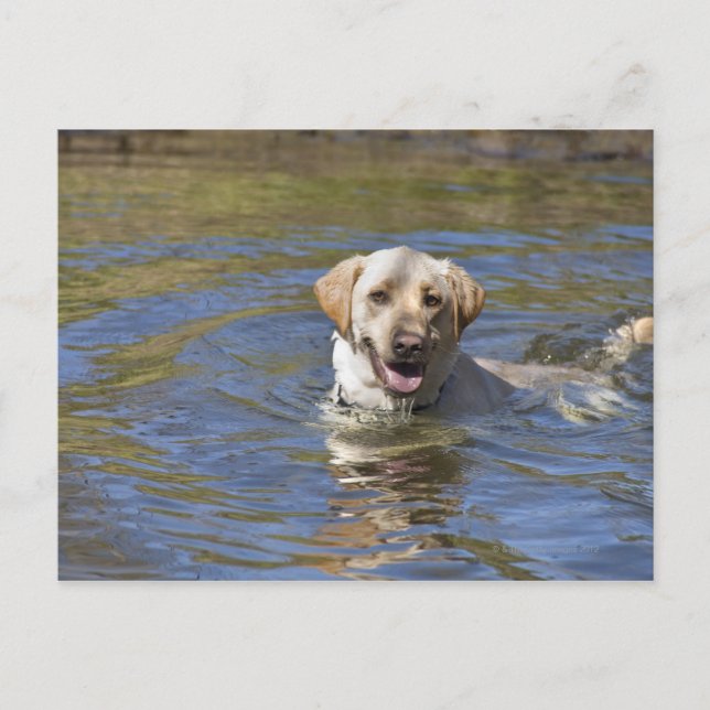 Dog swimming postcard (Front)
