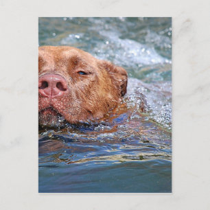 Dog Swimming Postcard