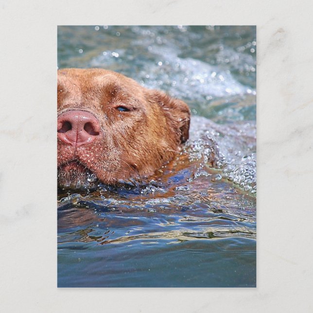 Dog Swimming Postcard (Front)