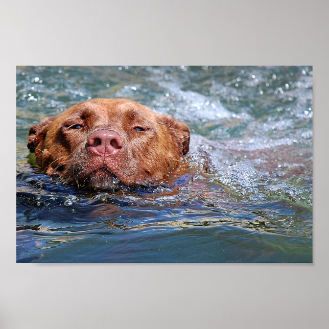 Dog Swimming Poster (Front)